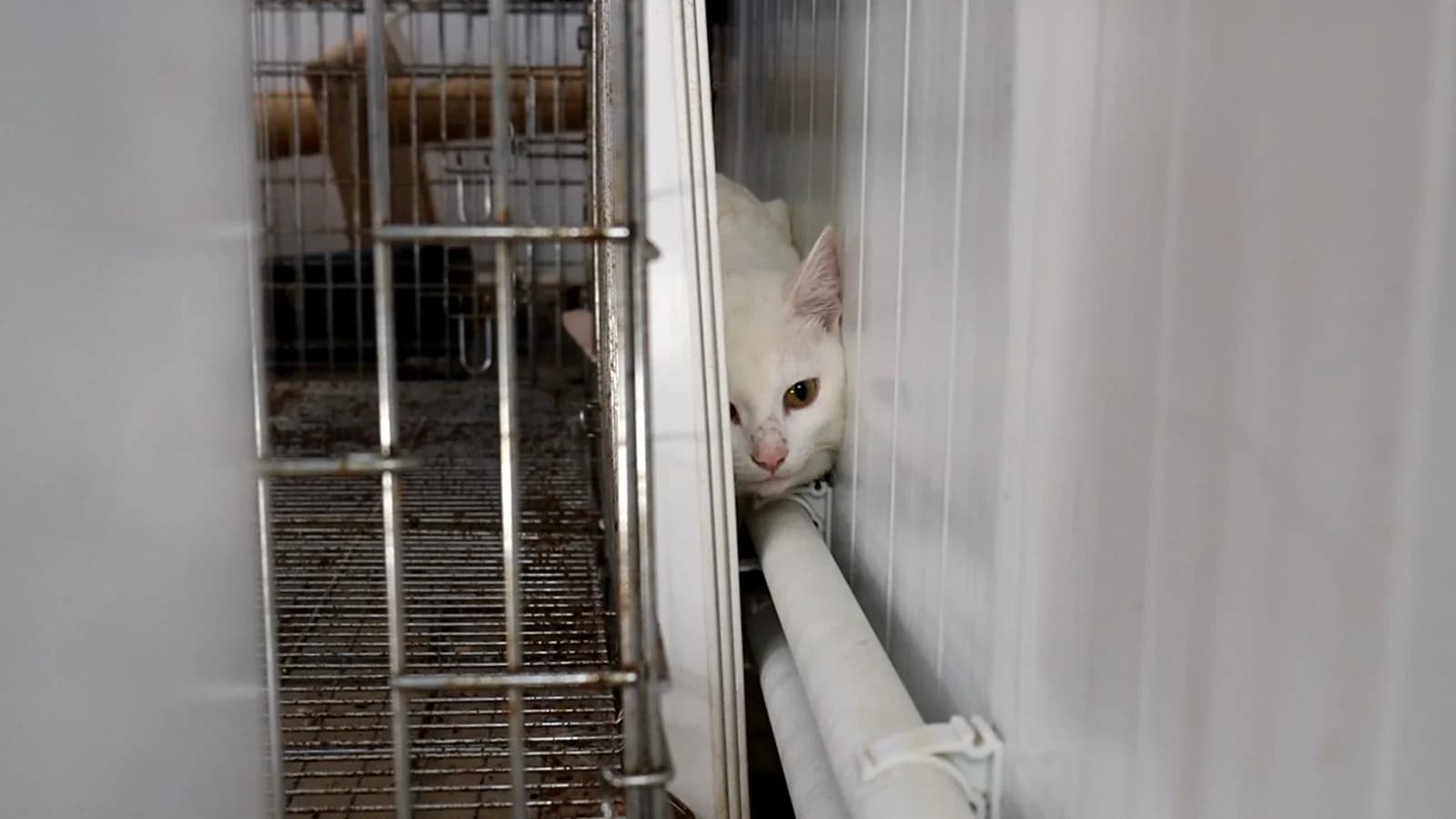 Коты в мешке: в Губкинском неизвестные бросили в мешках 13 породистых кошек